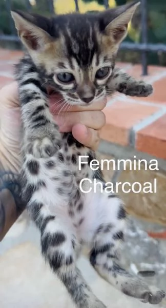 Gatti bengala brown e charcoal