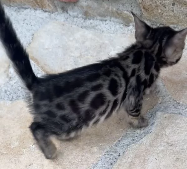 Gatti bengala brown e charcoal | Foto 5