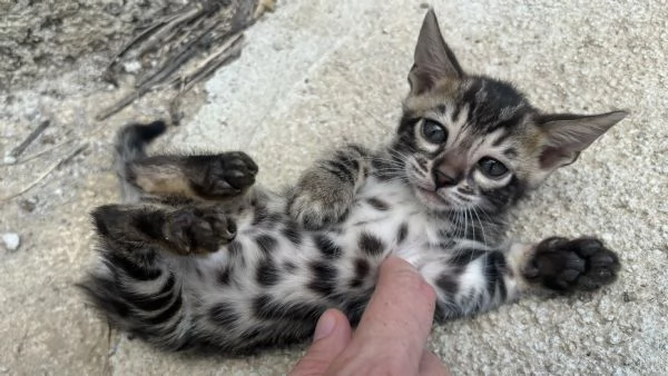 Gatti bengala brown e charcoal | Foto 4