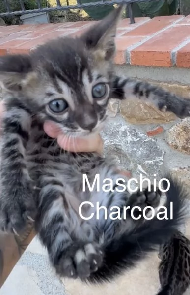 Gatti bengala brown e charcoal | Foto 3