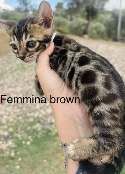 Gatti bengala brown e charcoal | Foto 2