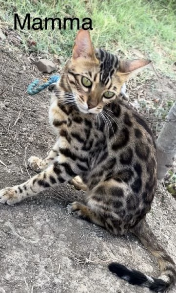 Gatti bengala brown e charcoal | Foto 1