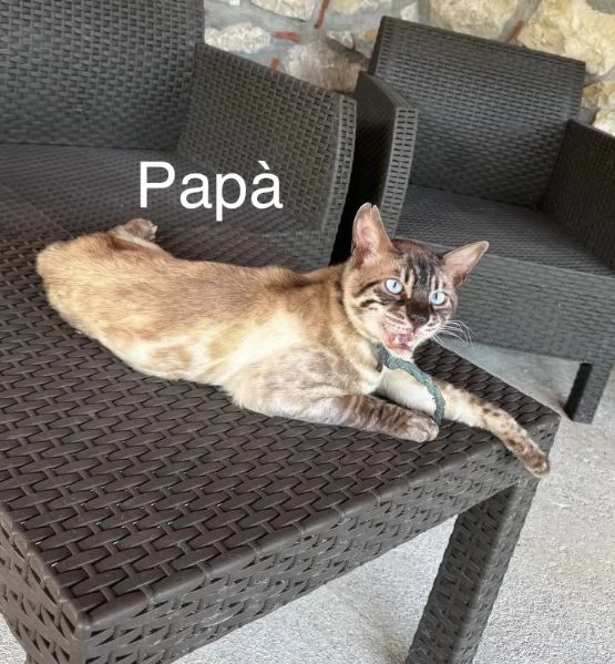 Gatti bengala brown e charcoal | Foto 0