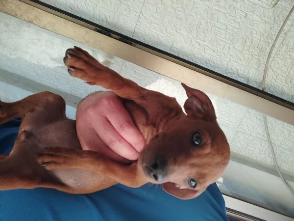 Cuccioli pincher originali