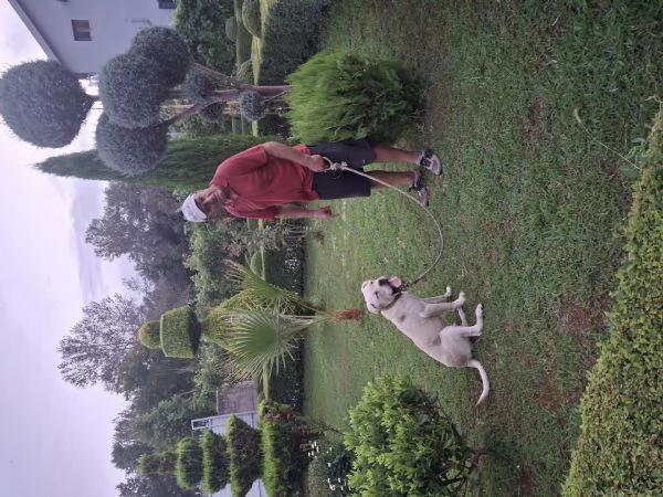 Vendo cane labrador  | Foto 0