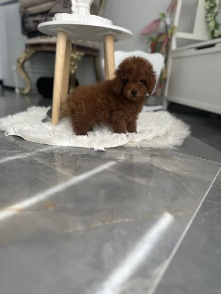 Barboncini – Cuccioli Toy e Mini | Foto 5