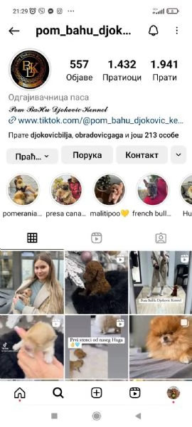 Barboncini – Cuccioli Toy e Mini | Foto 2