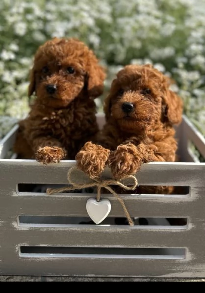 Barboncini – Cuccioli Toy e Mini