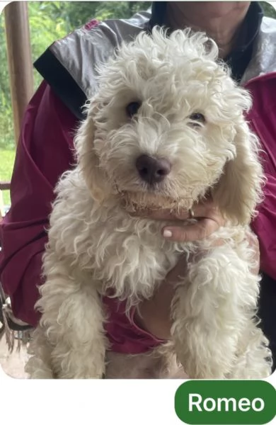 Lagotto romagnolo cuccioli | Foto 2
