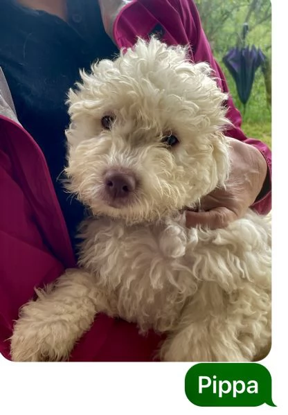 Lagotto romagnolo cuccioli | Foto 1