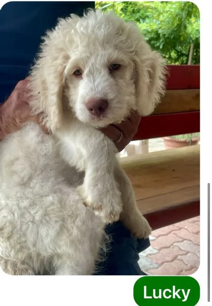 Lagotto romagnolo cuccioli | Foto 0