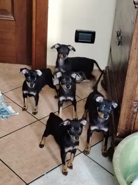 Vendo pinscher toy 
