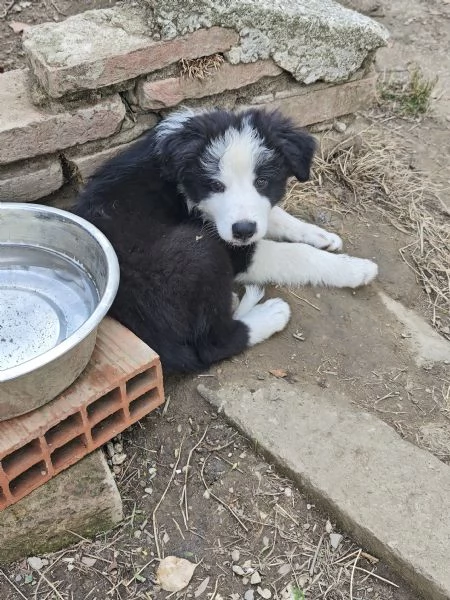 Cuccioli border collie con pedigree  | Foto 2