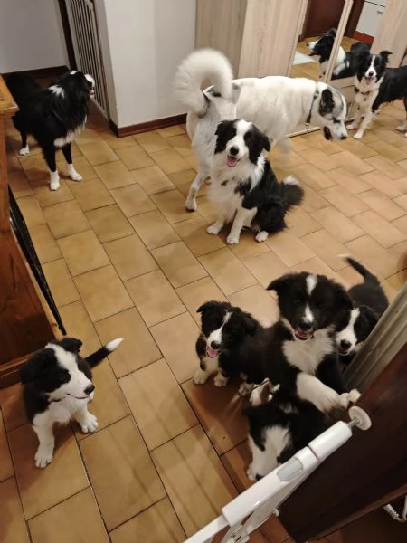 Cuccioli border collie con pedigree 