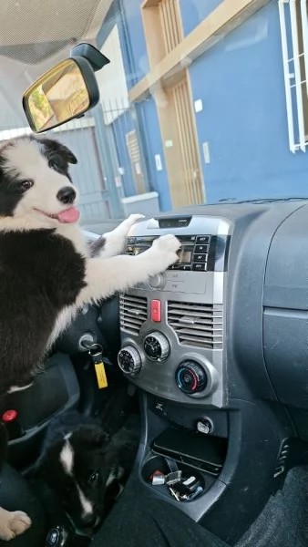 Cuccioli border collie con pedigree  | Foto 1