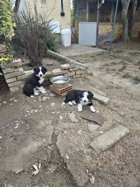 Cuccioli border collie con pedigree  | Foto 0