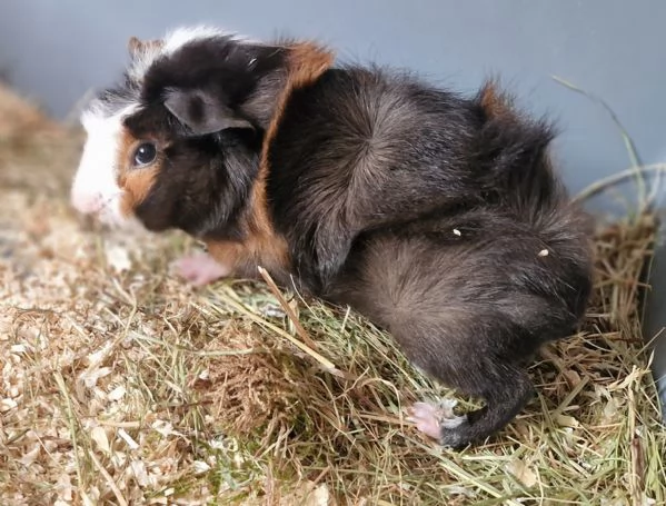 Regalo cuccioli di porcellini d'india 