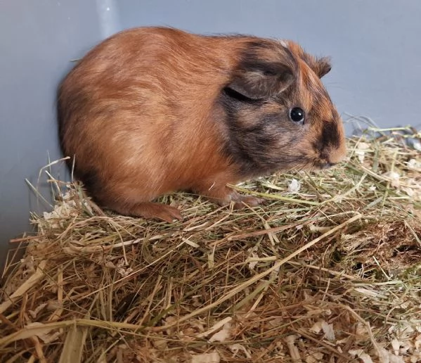 Regalo cuccioli di porcellini d'india  | Foto 1