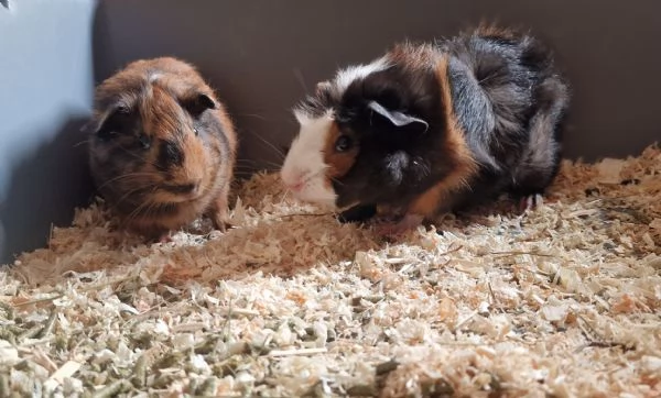 Regalo cuccioli di porcellini d'india  | Foto 0