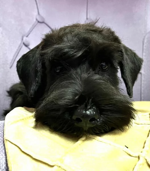 Schnauzer Nano Nero – Cuccioli | Foto 2