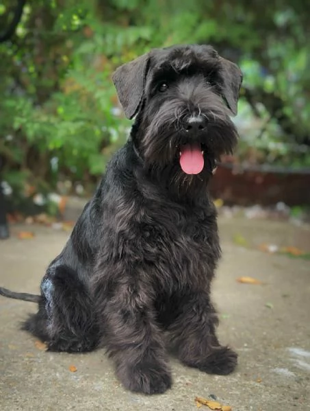 Schnauzer Nano Nero – Cuccioli | Foto 1