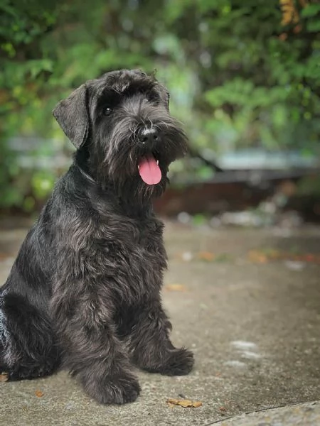 Schnauzer Nano Nero – Cuccioli | Foto 0