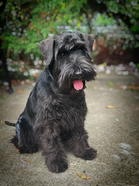 Schnauzer Nano Nero – Cuccioli