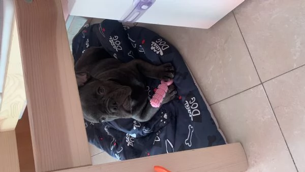 Vendita cagnolino bulldog 5 mesi 