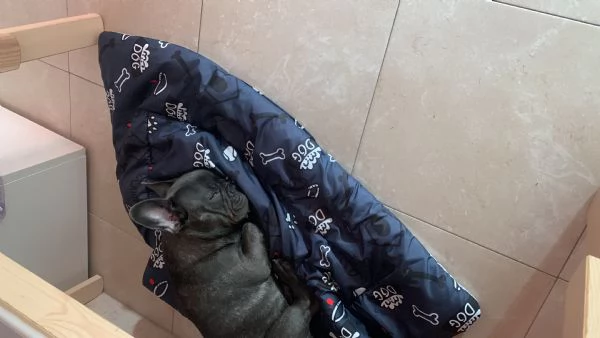 Vendita cagnolino bulldog 5 mesi  | Foto 2