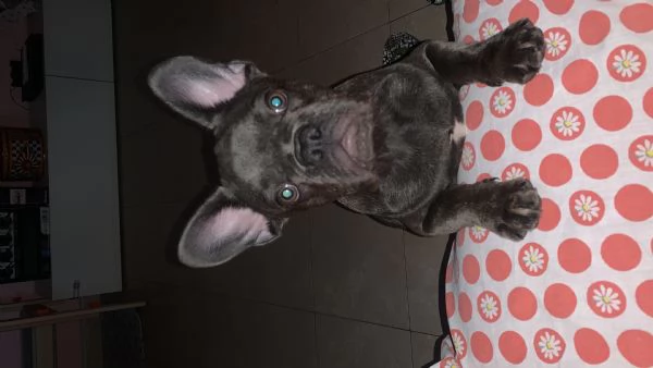 Vendita cagnolino bulldog 5 mesi  | Foto 1