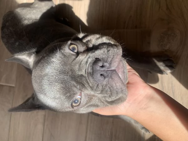 Vendita cagnolino bulldog 5 mesi  | Foto 0