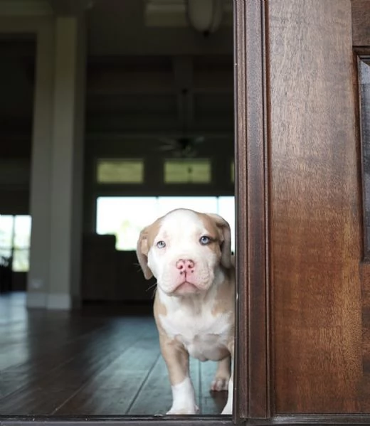 Meravigliosi cuccioli di pitbull  | Foto 2