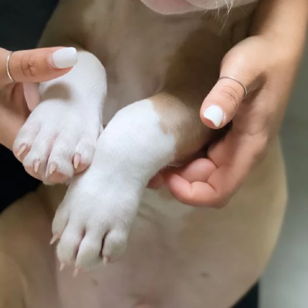 Meravigliosi cuccioli di pitbull  | Foto 0