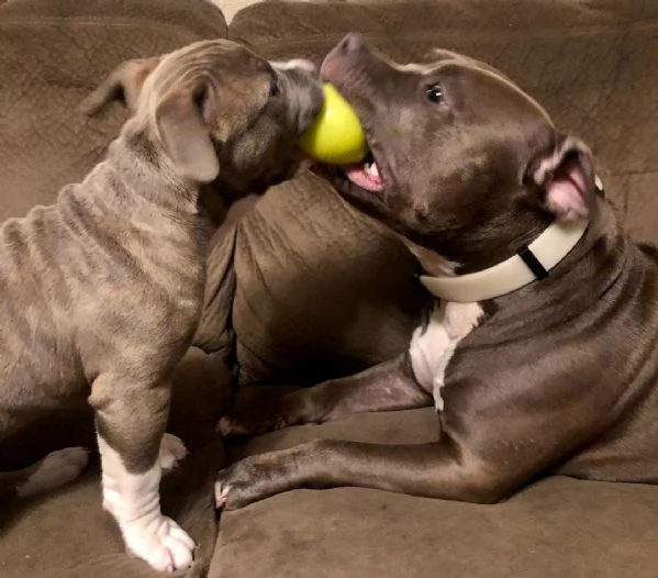 American Pitbull Terrier in standard UKC. | Foto 1