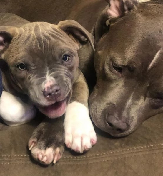 Cuccioli di pitbull ukc 