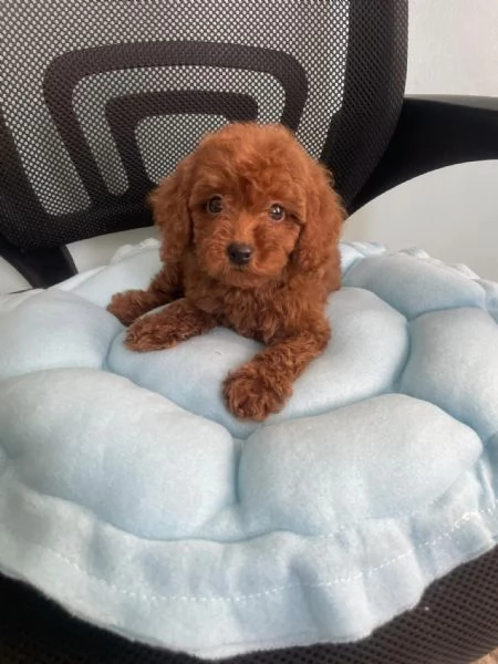 Cuccioli di Barboncino Toy