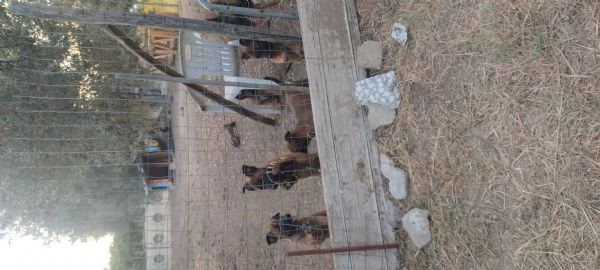 Pastore Belga Malinois  | Foto 3