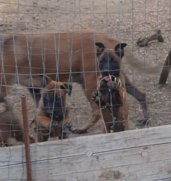 Pastore Belga Malinois  | Foto 0