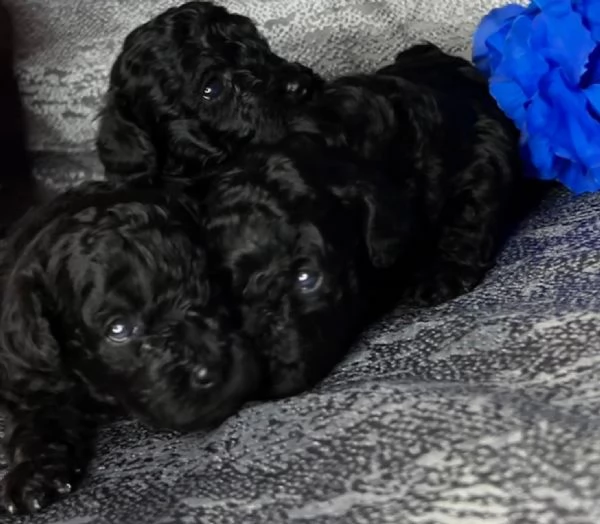 Barboncini Toy con Pedigree | Foto 2