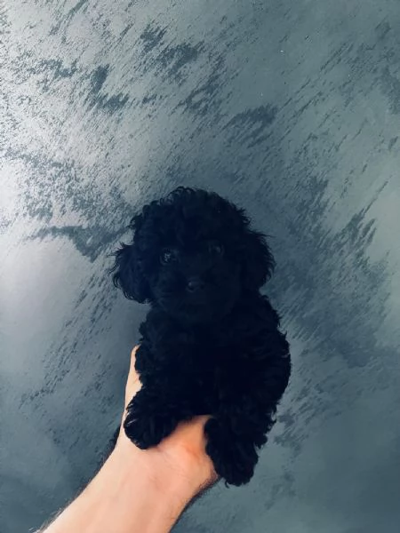 Barboncini Toy con Pedigree | Foto 1