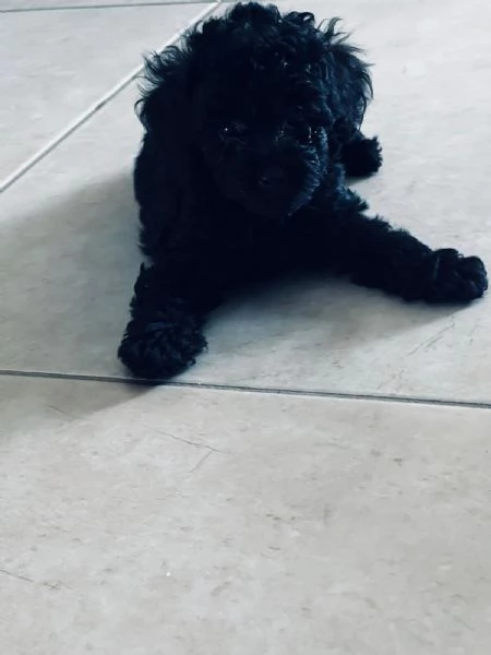 Barboncini Toy con Pedigree | Foto 0