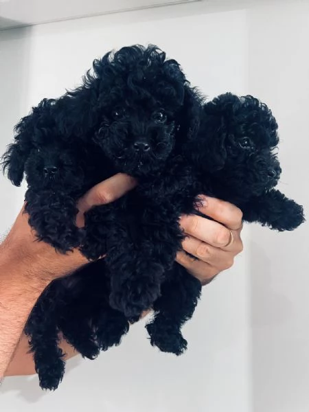 Barboncini Toy con Pedigree