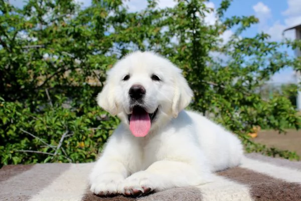 Cuccioli di golden retriever Bianchi