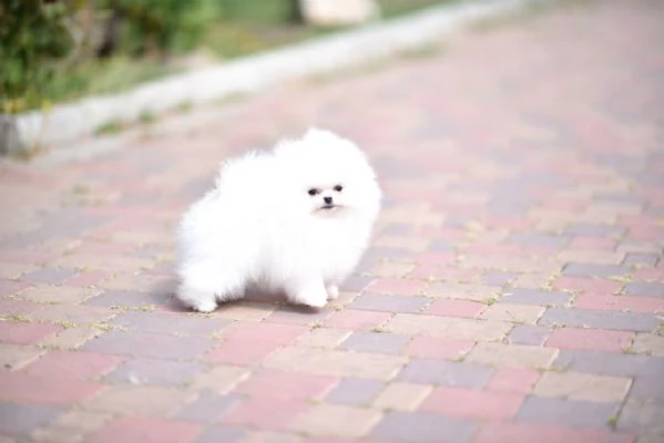 Dolci cuccioli di Spitz Pomerania disponibili | Foto 0