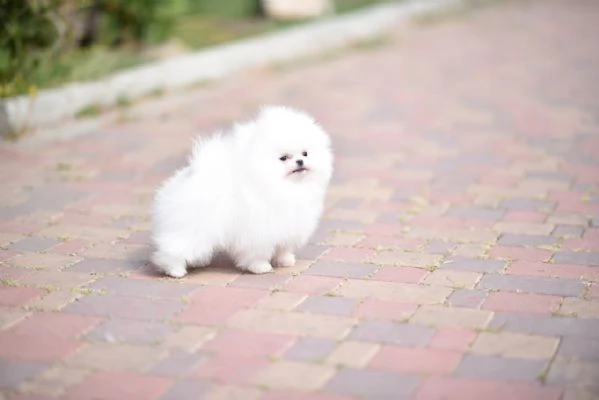 Dolci cuccioli di Spitz Pomerania disponibili