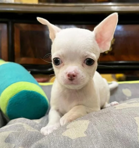Chihuahua Toy (cuccioli maschio e femmina) | Foto 2