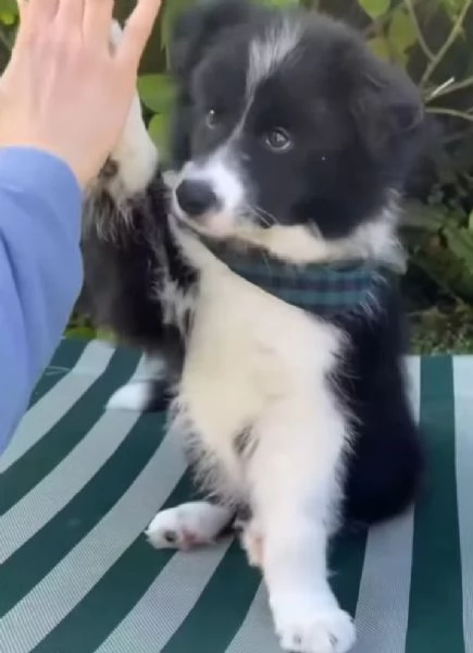 Border Collie (cuccioli maschio e femmina) | Foto 0