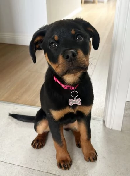 Rottweiler (cuccioli maschio e femmina) | Foto 1