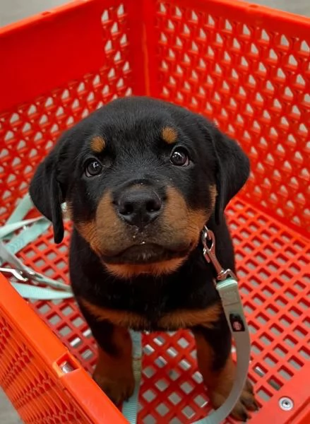 Rottweiler (cuccioli maschio e femmina) | Foto 0