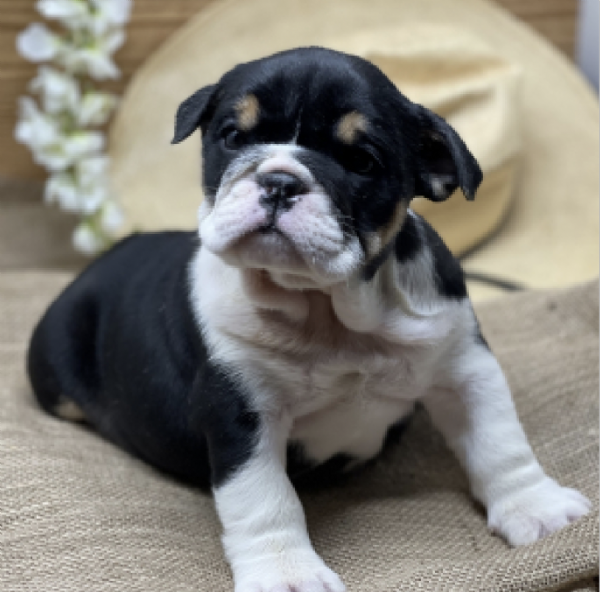  REGALO   BULLDOG INGLESE | Foto 0
